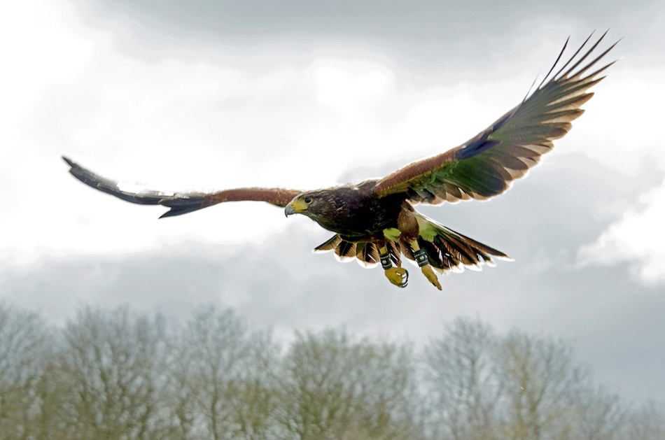 Elite Falconry Birds Of Prey Cluny Fife Scotland