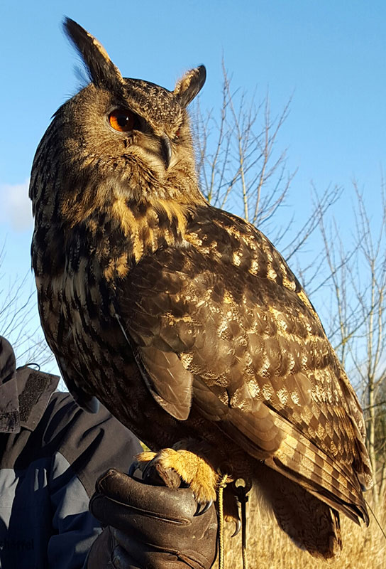 owl falconry