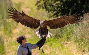 eagle experiences scotland